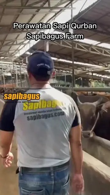 Perawatan-Sapi-Qurban-2023-Sapibagus-Farm-